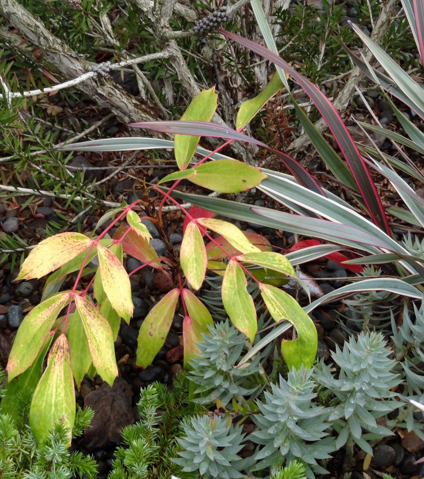 Danger Garden Mahonia They Re My Favs At The End Of November