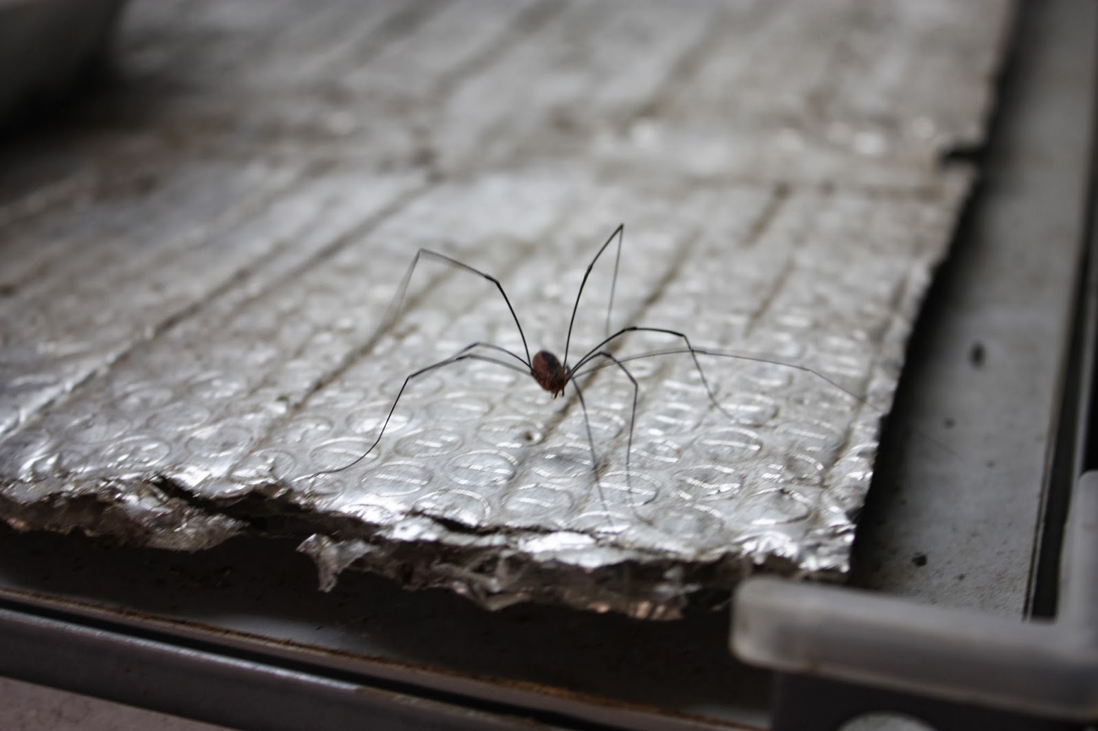 Metaphalangium albounilineatum is Daddy longlegs, DaddyLongLegs