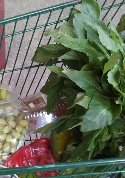 Everyday life in Florida Kalalu in my cart. or don't ask a whimpy