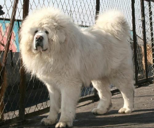 Informasi Belajar Anak Interaktif Anjing Tibetan Mastiff Albino