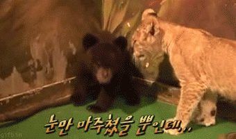 [Image: cute+baby+animal+-+bear+and+lion.gif]