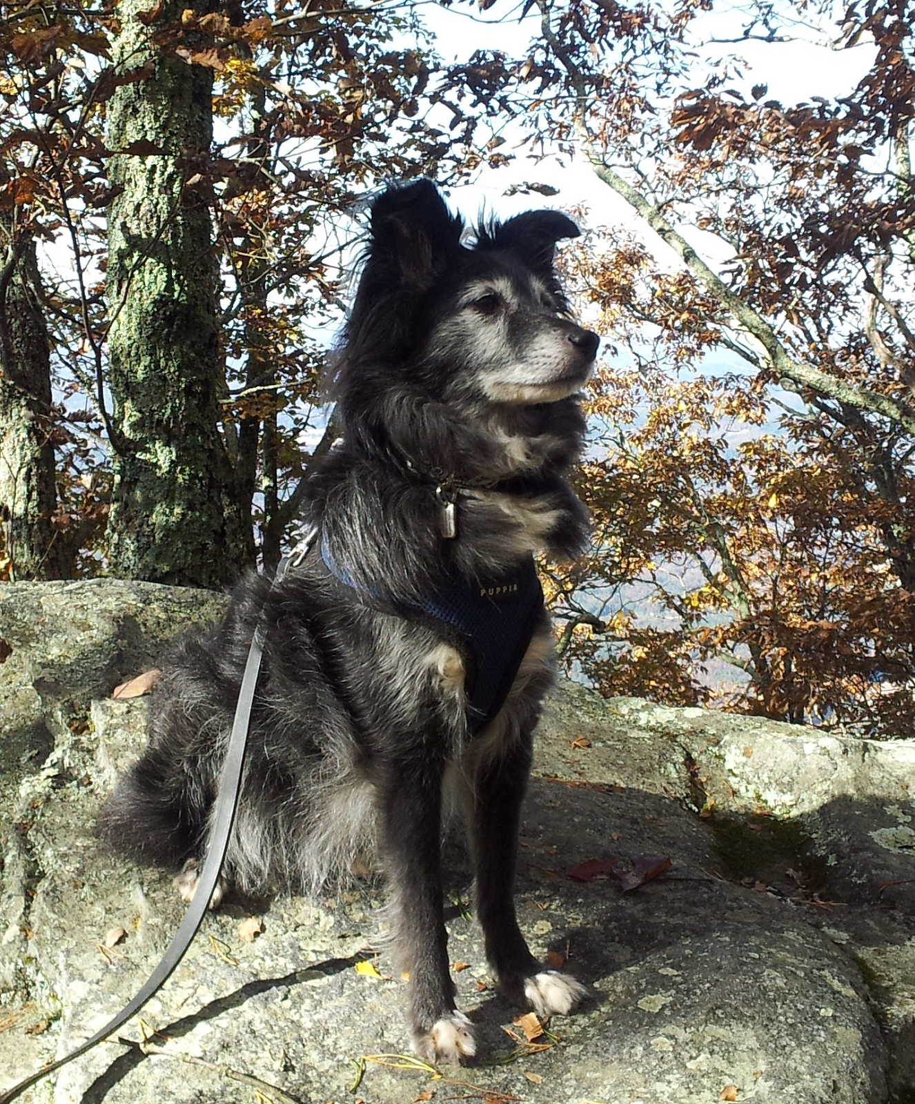 Diamond Natural Dog Food Chesterfield Va Diamond Natural Dog Food Chesterfield Va