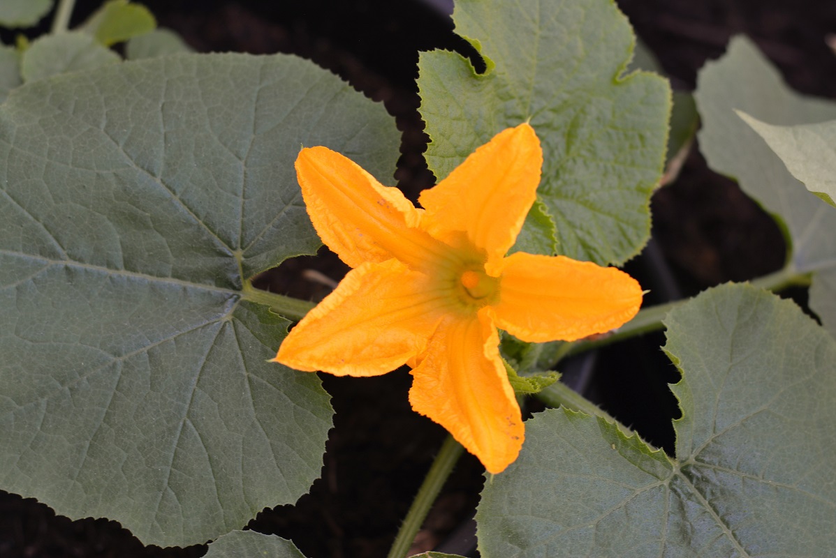 The World According to Sroyon Courgette Flower