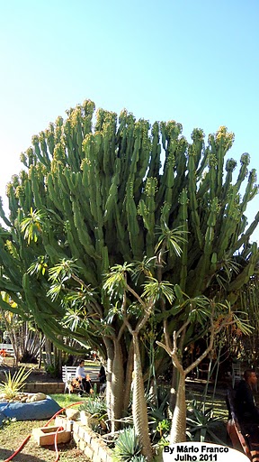 Meu Cantinho Verde: ÁRVORE-CANDELABRO - ( Euphorbia ingens )