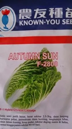 crop keras,tahan simpan,tahan pecah, tahan busuk hitam, cepat panen,autumn sun,Sawi Putih, Known You Seed, Taiwan