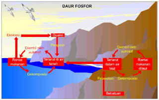 Keberadaan fosfor pada organisme hidup Amat kecil Pengertian Daur Fosfor