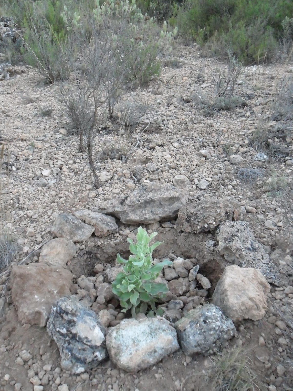 ASOCIACIÓN SALVATIERRA SITUACIÓN DE LA JARA BLANCA EN LA SIERRA DE SALINAS
