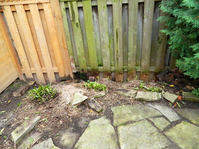 Riverdale Toronto Backyard Fall Cleanup After by Paul Jung Gardening Services--a Toronto Organic Gardener Riverdale Toronto Backyard Fall Cleanup After by Paul Jung Gardening Services--a Toronto Organic Gardener
