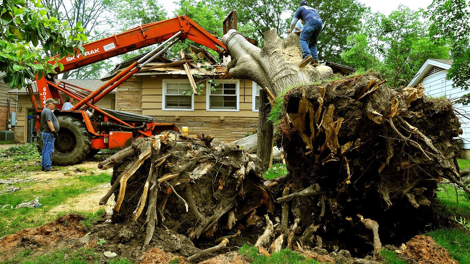 Emergency Tree Removal Service Tree Choices