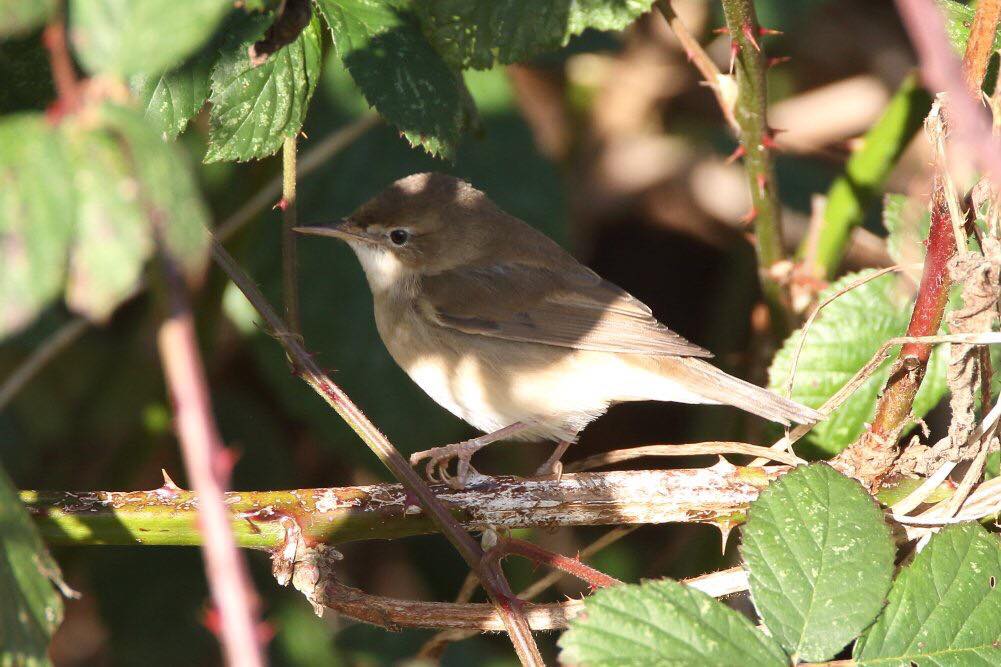 Austin's Birding Blog 26/01/2019 Hope Carr Nature Reserve, Leigh