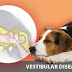 All you need to know about Vestibular Disease in Dogs 