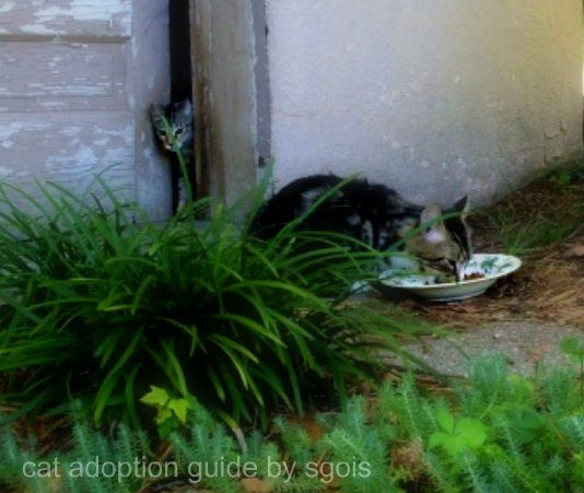 Susan Golis cat adoption guide