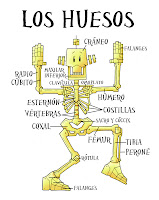Resultado de imagen de el esqueleto humano