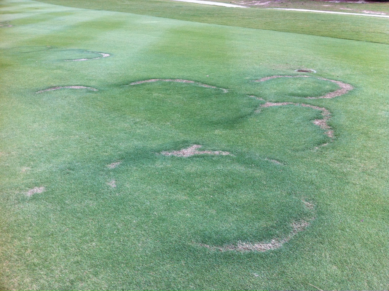 NC State Turf Pathology Type I fairy rings in warmseason grasses