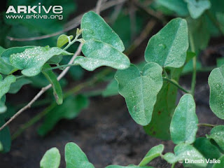 கட்டுக்கொடி மாயஜல மருத்துவம் Cocculus-hirsutus-leaves