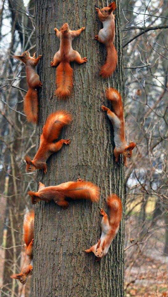 The News For Squirrels Squirrel Facts The Eurasian Red Squirrel