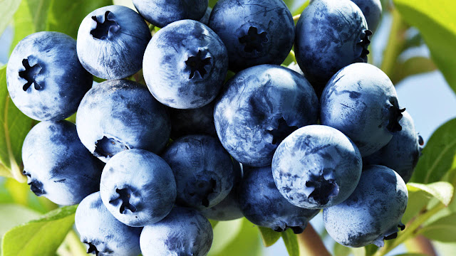 Buah blueberry minum jus blueberry