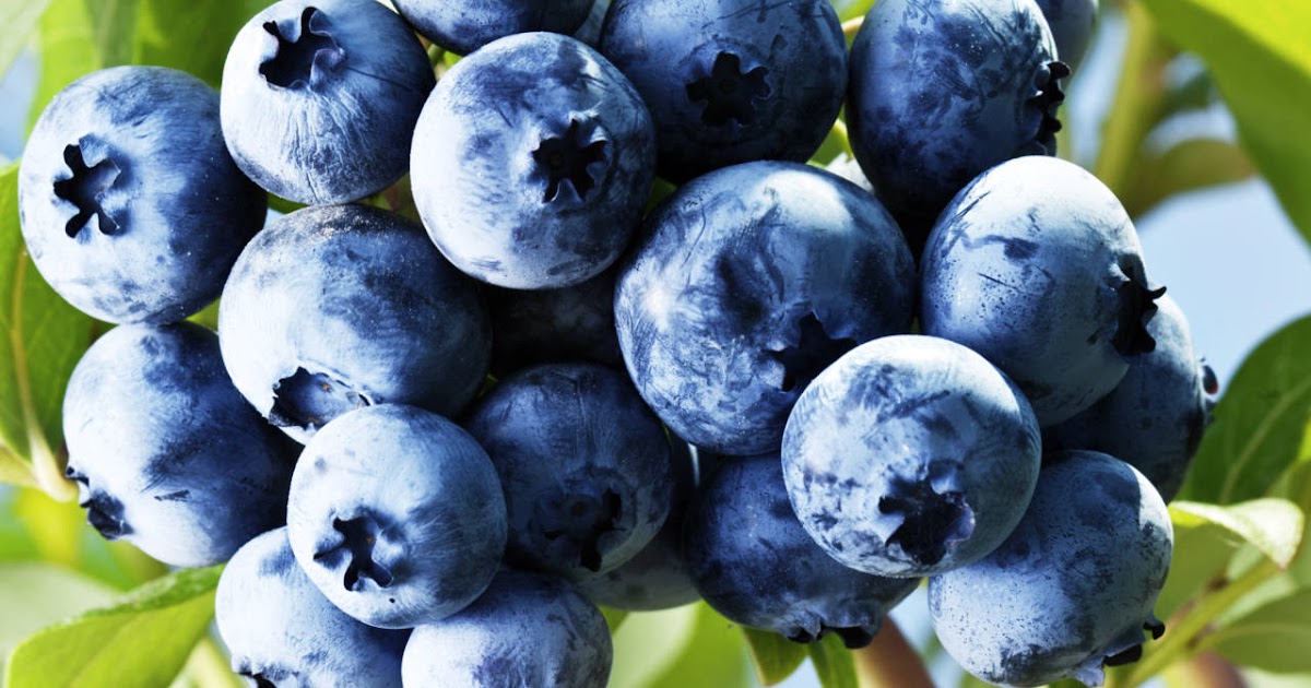 Manfaat Minum Jus Blueberry Dapat Meningkatkan Fungsi Otak