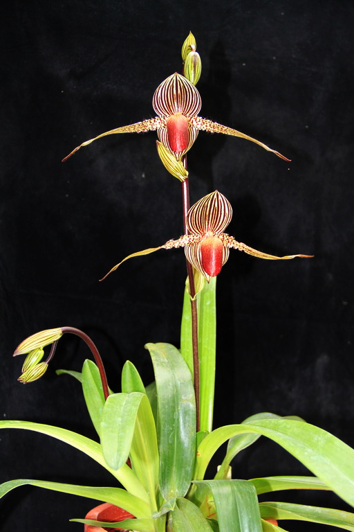 Fatmama-Paphs' Link: Paph rothschildianum