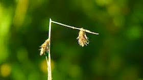 Baptist Sermons And Devotions: A Bruised Reed And A Smoking Flax