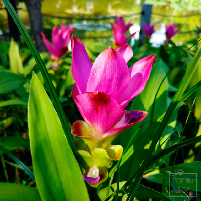 Kurkuma wąskolistna (Curcuma alismatifolia) - ostryż wąskolistny, ozdomne odmiany, ozdobna kurkuma, rośliny dekoracyjne w domu, uprawa, ciekawe odmiany, ciekawostki, interesujące rośliny egzotyczne do uprawy w mieszkaniu. Kimono Rose, Snow White, Chiang Mai Pink. Zingiberaceae, kwiaty, kwiatostan, tulipan
