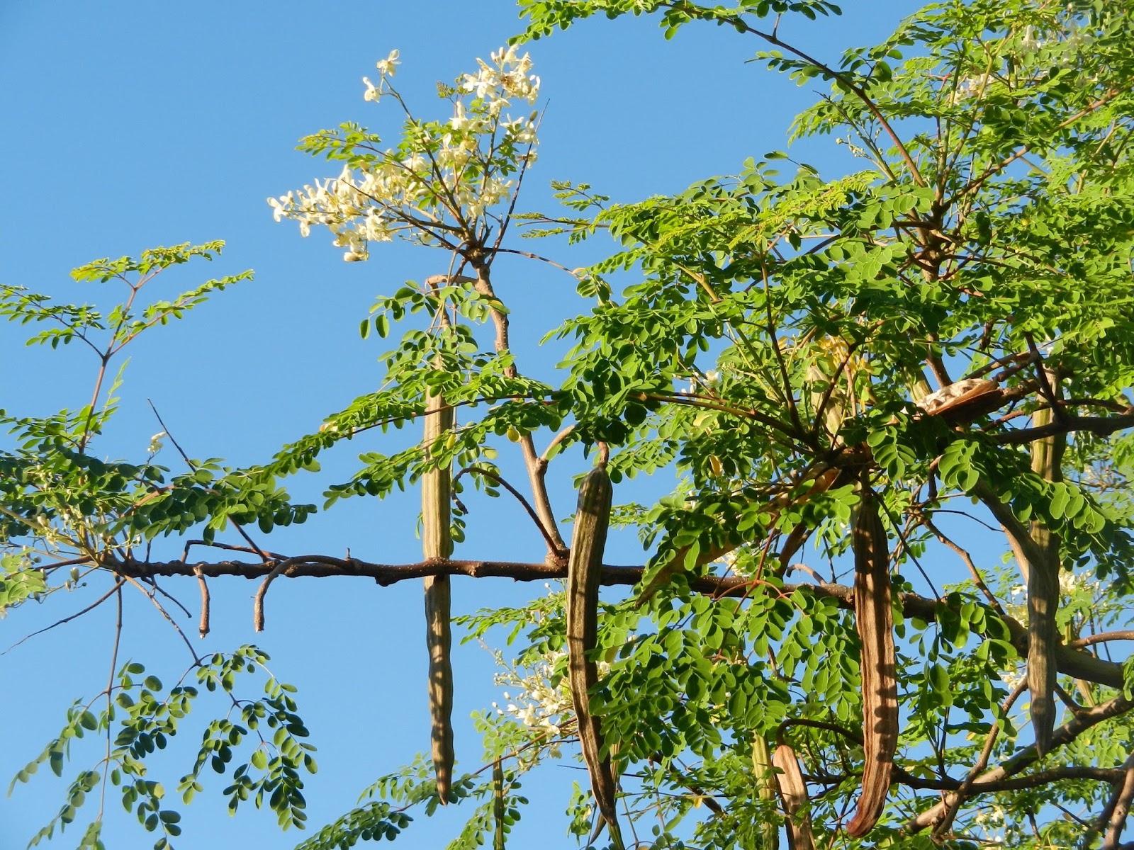 AyurHealth सहजन पेड़ के स्वास्थ्य लाभ। Health Benefits of Moringa Tree.