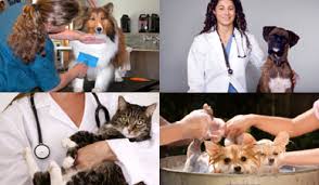 LAS 9 MEJORES IDEAS DE NEGOCIO EN SERVICIOS PARA MASCOTAS LAS 9 MEJORES IDEAS DE NEGOCIO EN SERVICIOS PARA MASCOTAS