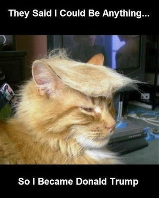 Funny cat pictures, funny cat images, cat pictures Funny cat pictures gallery, okay google funny cat pictures, search funny cat pictures, funny cat pictures to share on facebook, funniest cat images ever