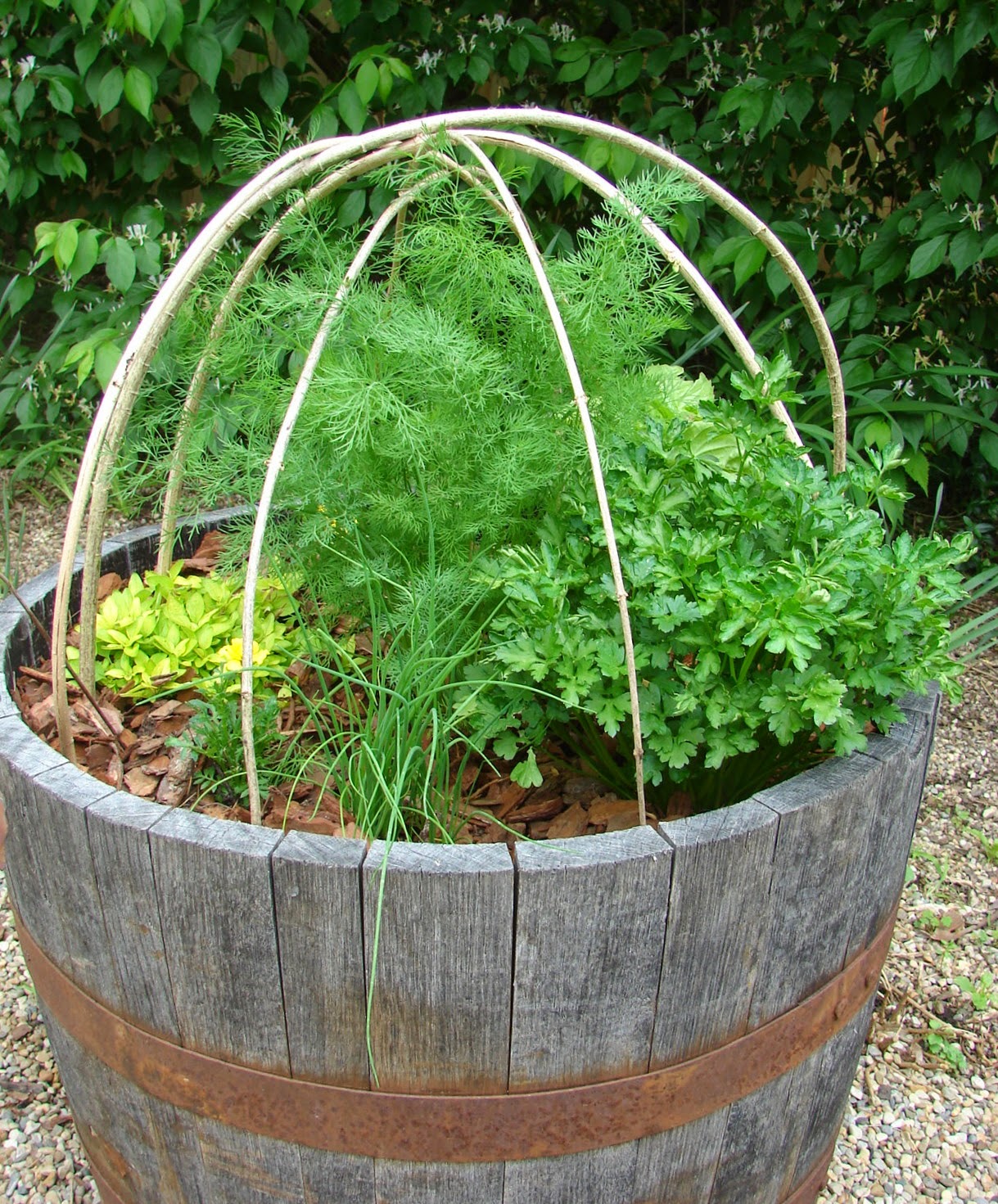 Custom Comforts This Year's Herb Garden
