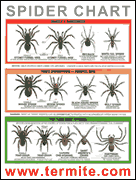Arizona Families: FREE Spider Identification Chart