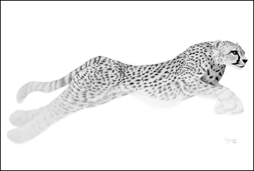 cheetah.gif