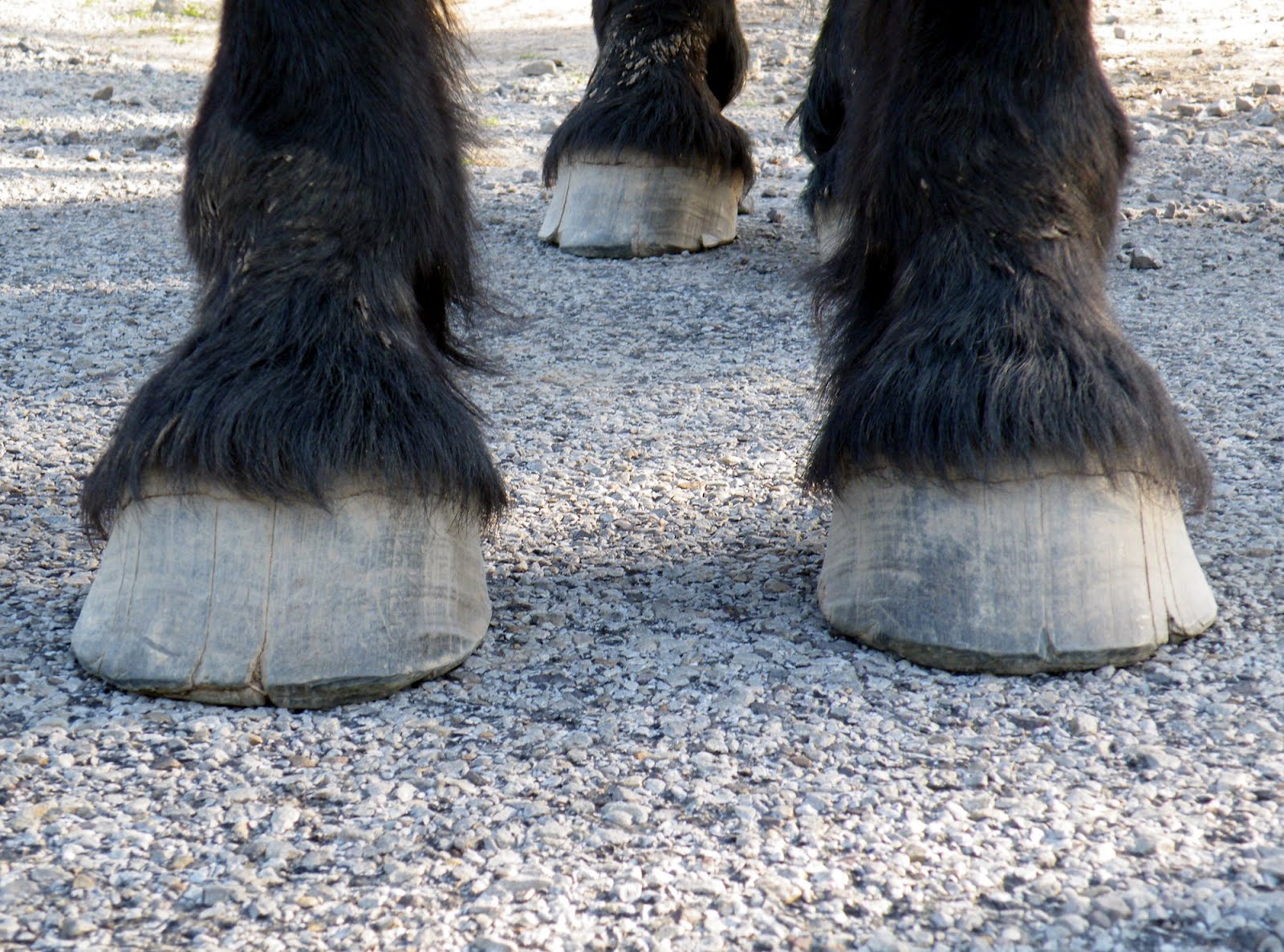 Equestrian Journey: Faran's Hooves After Trimming
