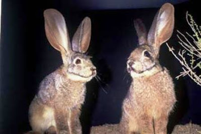 Bunolagus monticularis (Conejo ribereño de Sudáfrica)