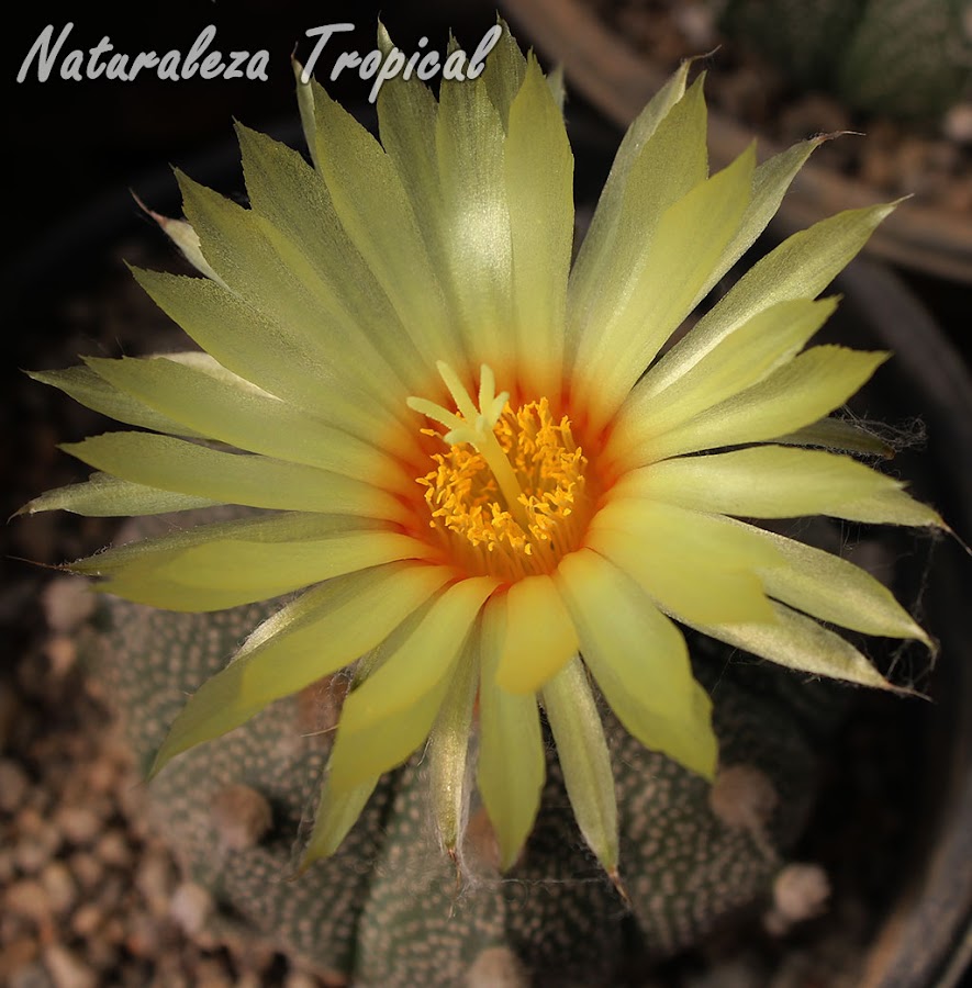 Otro Astrophytum asterias florecido, Peyotillo