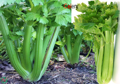 celery, celery leaves