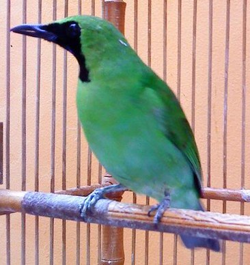 4 Jenis Burung Cucak Ijo Yang Populer Paling Lengkap Kicau Mania