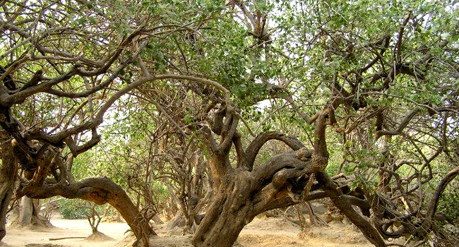 Nidhivan Trees Vrindavan