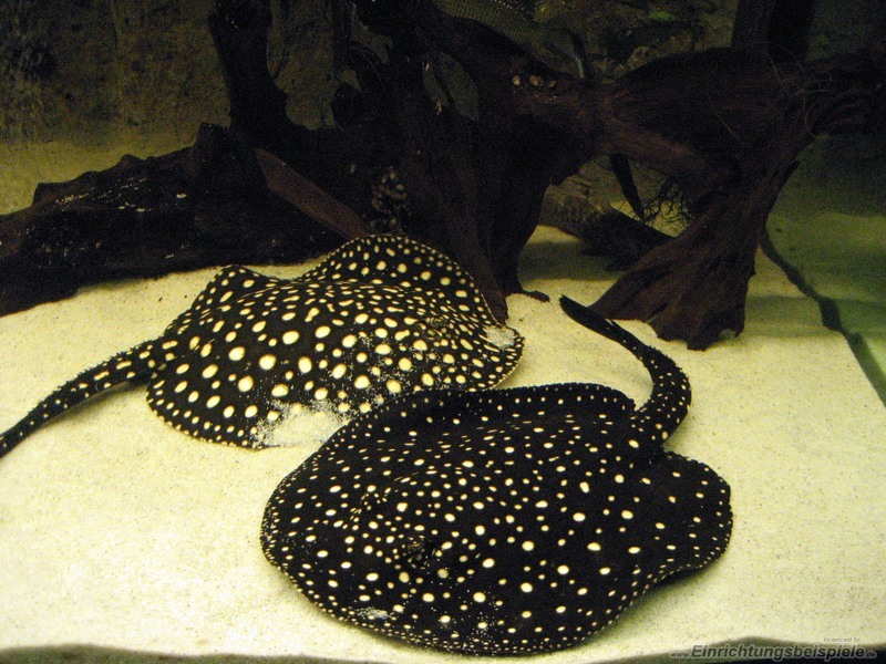 Motif Batik Ikan Air Tawar - Contoh Motif Batik