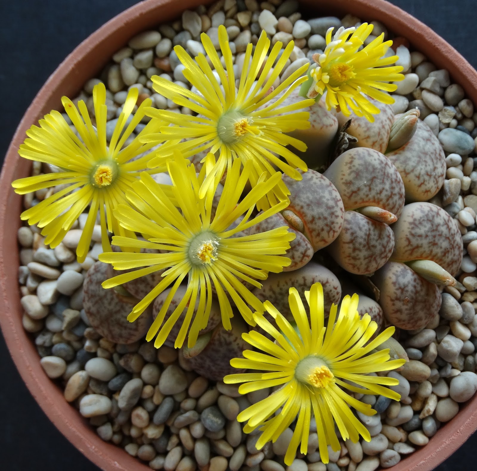 живые камни литопсы. литопсы полив. литопс солерос. необычные сорта литопсов. литопсы полив.