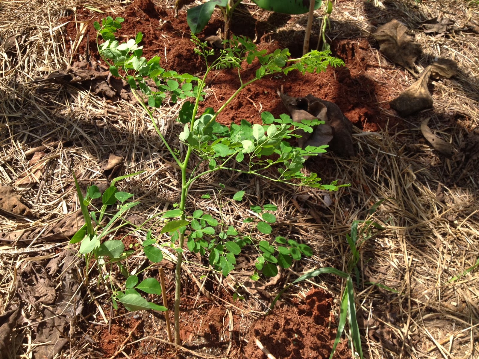 Costa Rica Invest: Moringa in Naturewalk 1