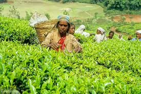 world famous tea gardens of the kerala are the must visit places during your holiday tour in kerala