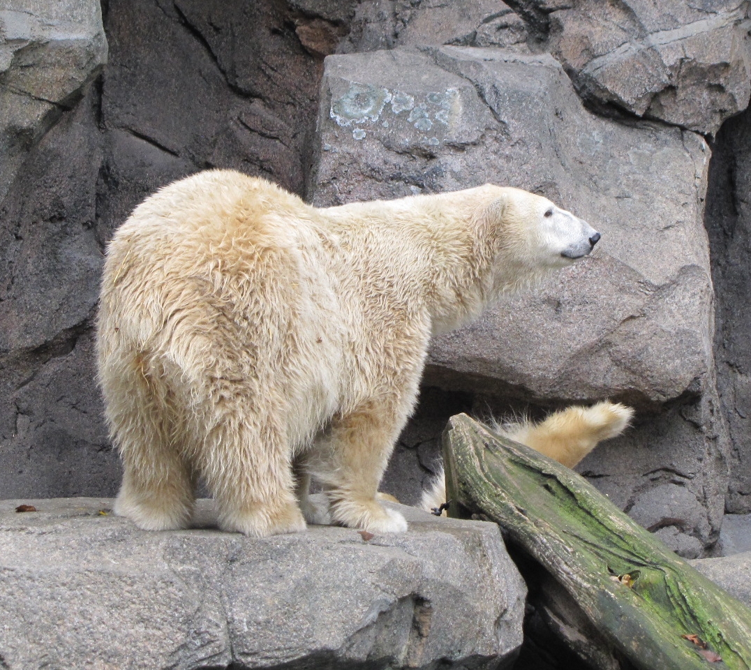 My Polar Bear Friends and Friends of Polar Bears: Polar bears on the move