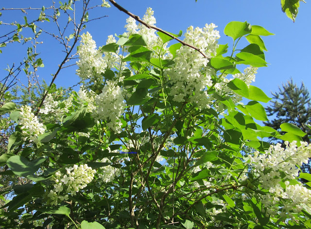 Common lilac white- Syringa vulgaris - pihasyreeni valkoinen