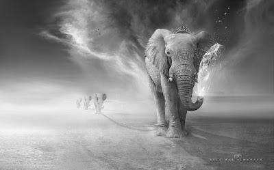 Elephant By Suliman AL Mawash