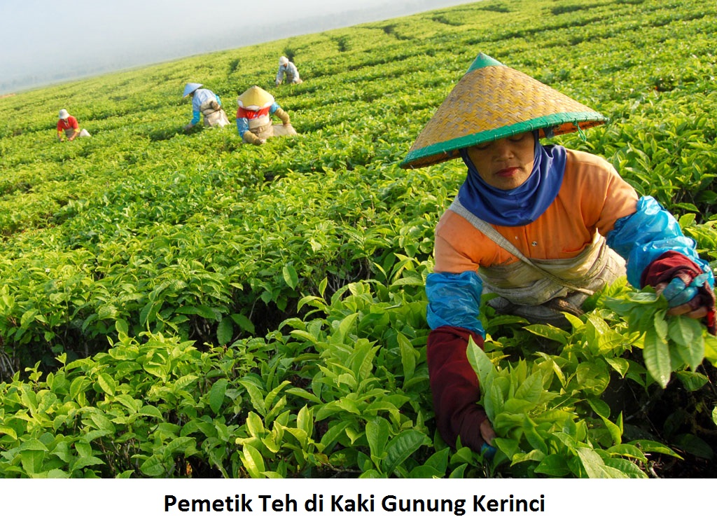 PORTAL GEOGRAFI : Jenis-Jenis Sumber Daya Alam yang Dapat Diperbarui dan Persebarannya di Indonesia