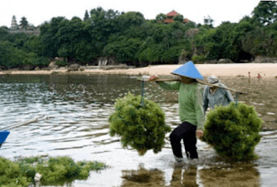 Proses Pengambilan Rumput Laut yang akan dikeringkan Destinasi Nusantara, nusa dua beach, pantai nusa dua, tiket masuk pantai geger, pantai geger beach bali.