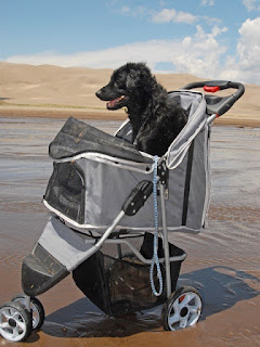 You Have to See This! Excellent Dog and Cat Strollers Reviewed!