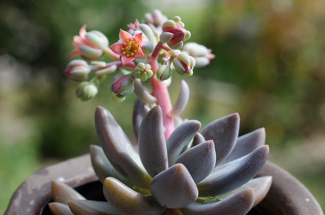 ESCHEVERIA LAUII