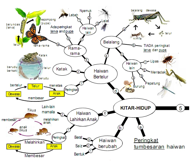 PANITIA SAINS SK KUNAK 1 LAMAN MURID