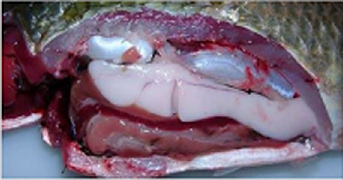 Why You Should Never Eat Tilapia The Discover Reality